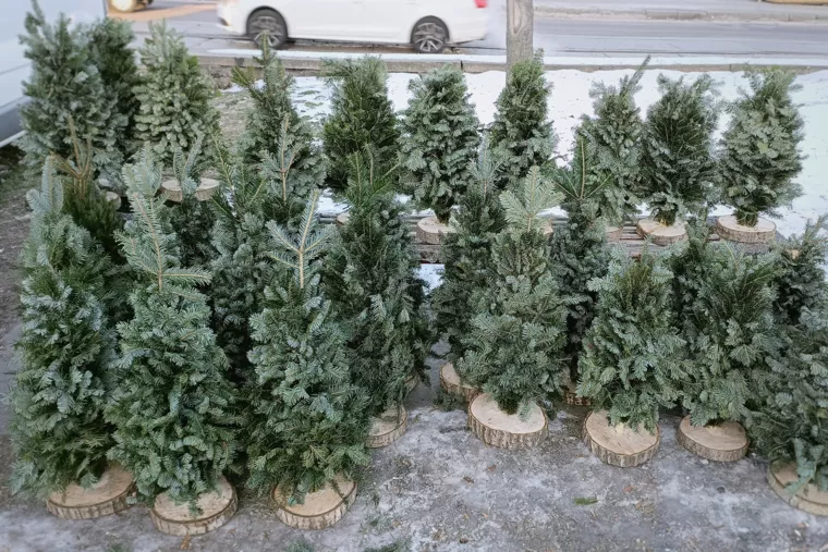 Продаж новорічних дерев на Подолі