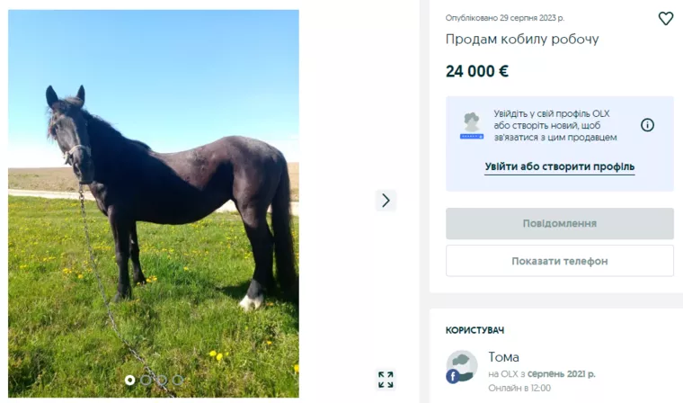 Кобыла за 24 000 евро