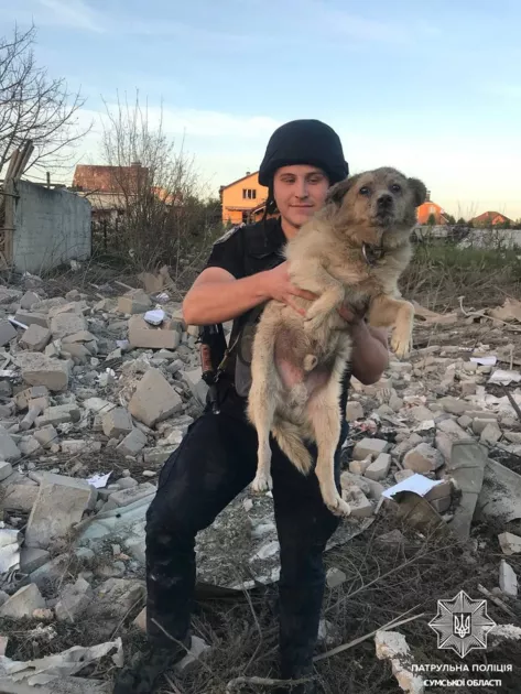 Врятований собака з-під завалів у Сумах